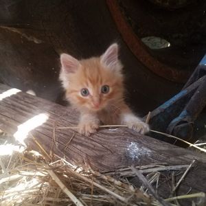 Meet your Posher, Dallas